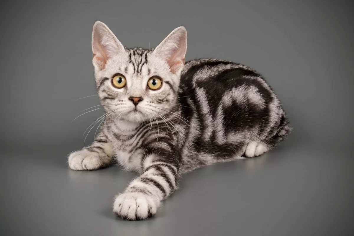 美国银虎斑猫真实图片