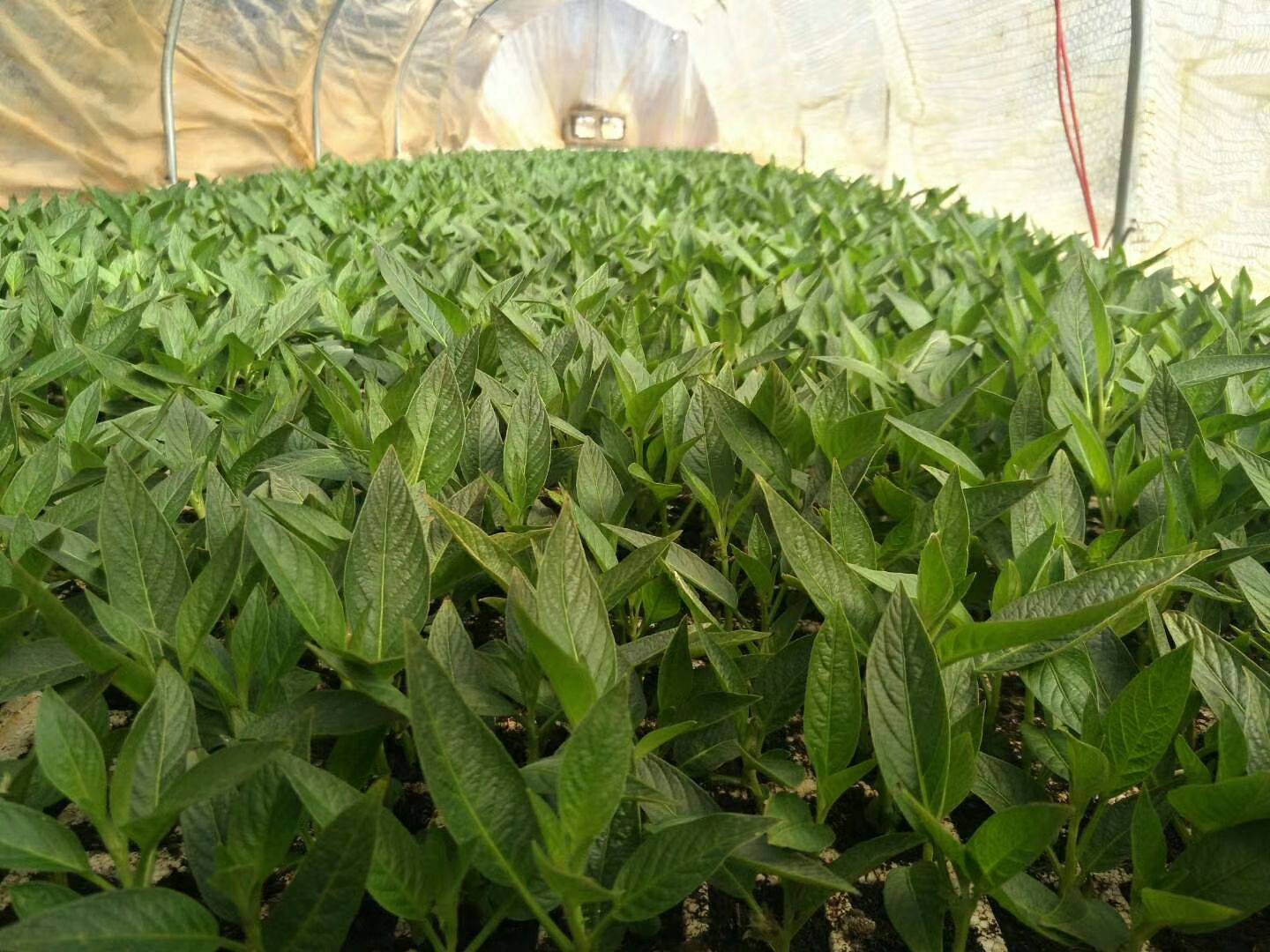 人参果种子育苗费时费工,扦插育苗更快捷高效,扦插技术详解