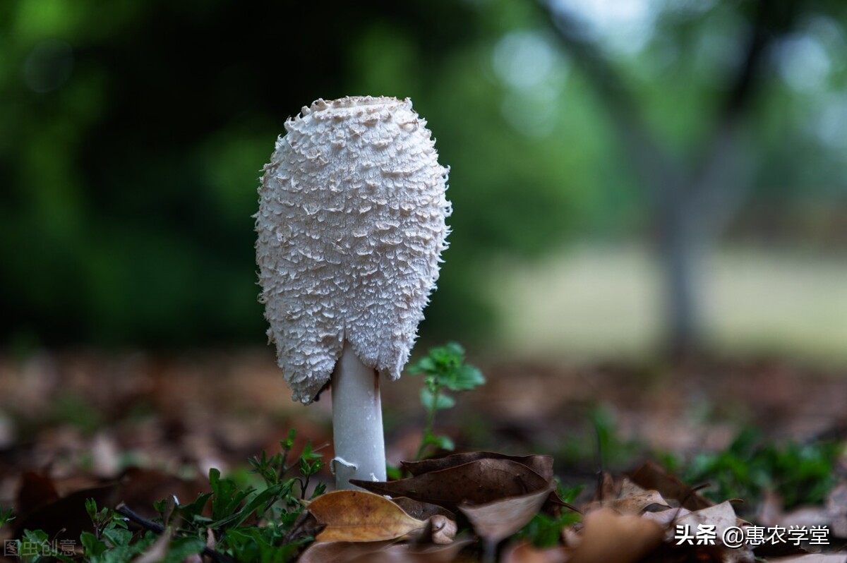 鸡腿菇图片,鸡腿菇图片做法大全