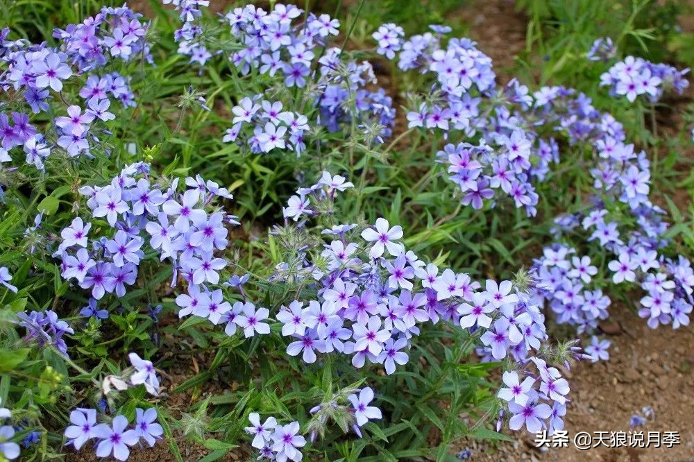 福禄考花期（5种草花适合在月季底部生长）