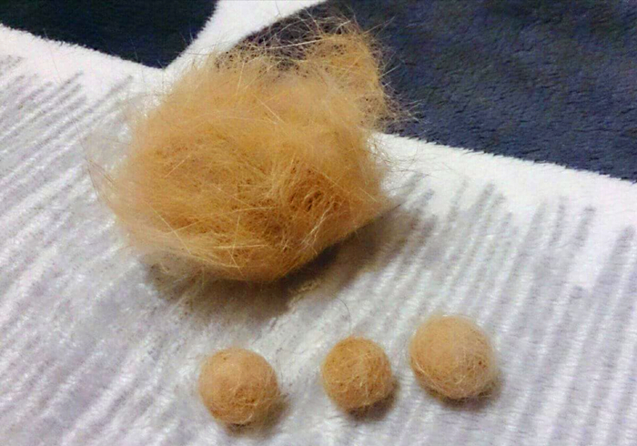 养猫又出幺蛾子，猫咪补锰可别喂动物毛发，注意爱猫肠梗阻