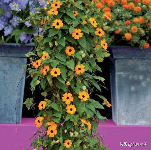 38种爬藤植物，有地有闲的一定要养几种，开花就成了花墙或花瀑布