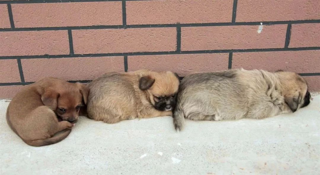 神奇动物在哪里？这些大工校园里的神奇动物你们见过哪些呢？