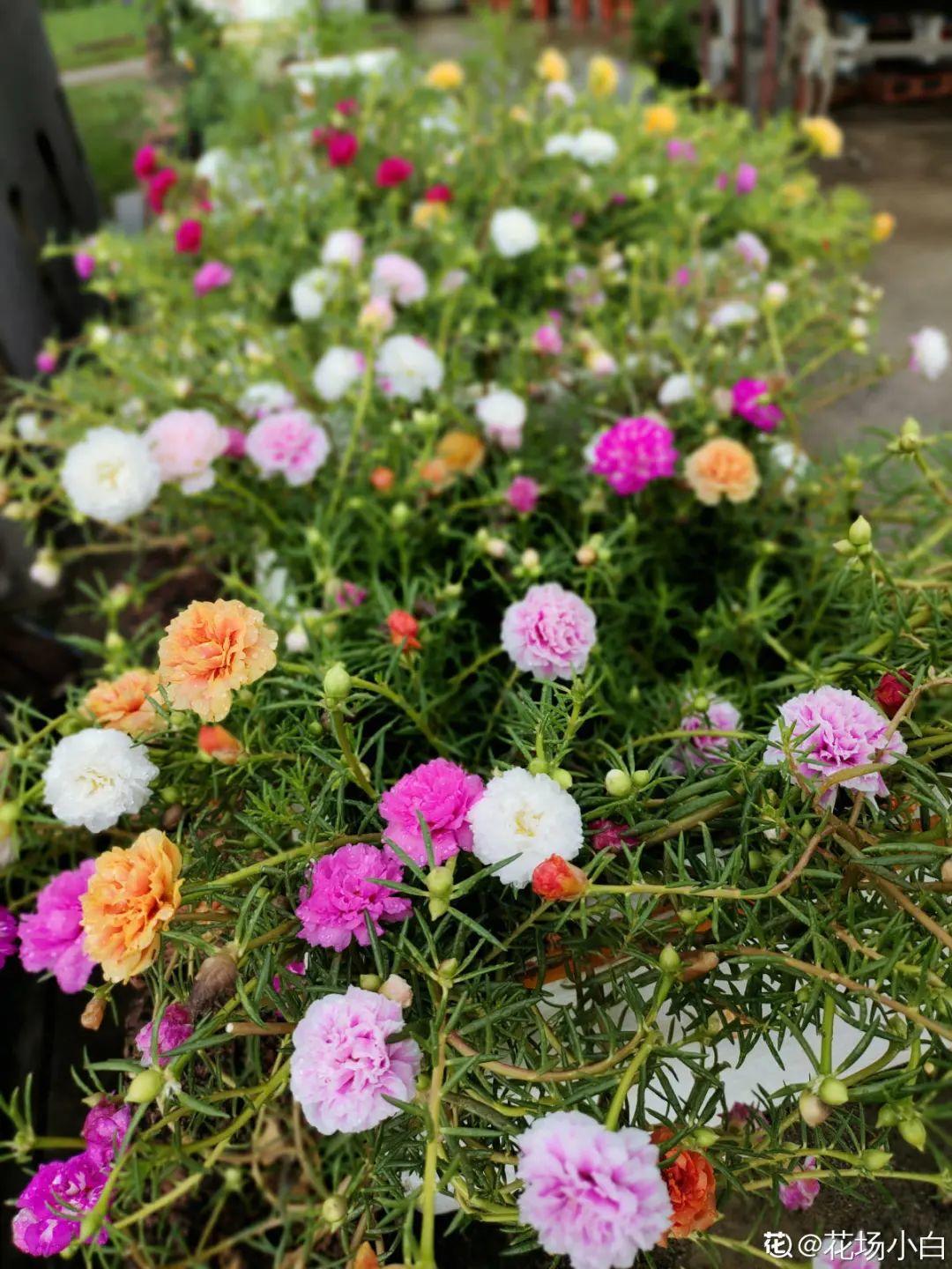 30种夏天花热不死晒不死大半年都开花还没病虫害