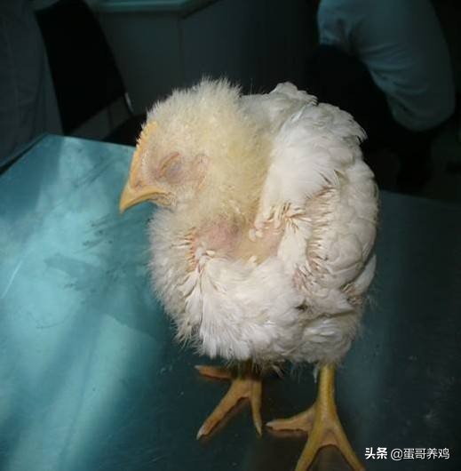 婴儿小鸡头红的照片(家禽诊断技术丨鸡场兽医如何快速判断鸡常见病)
