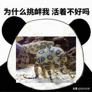 藍環章魚,藍環章魚有多毒