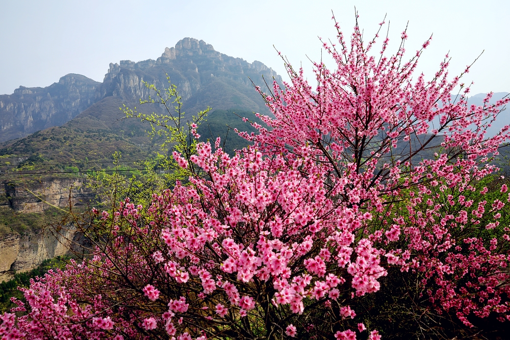 赏一场花宴，踏一方青翠，沉醉于太行山巅的世外桃源