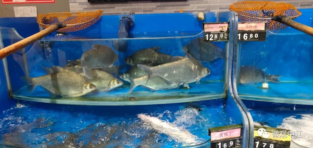 中江鱼价猛涨！！！网友：一条鱼要四、五十块......