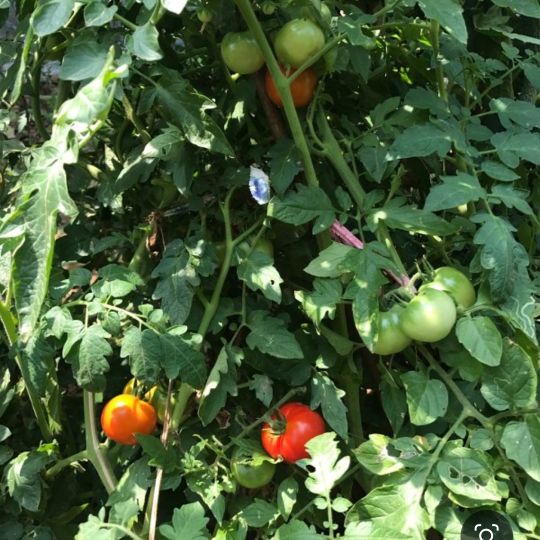 童年记忆之十五——充满童趣的菜园子