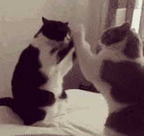 奶牛猫的性格特点（牛奶猫的六个性格特点）