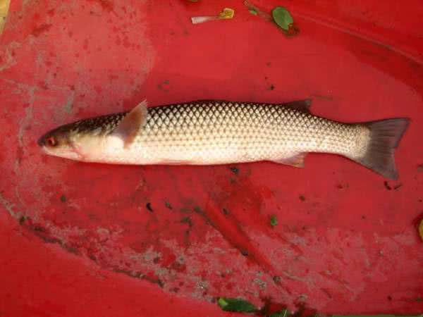 鲻鱼是梭鱼吗,是海鱼么 _极限路亚