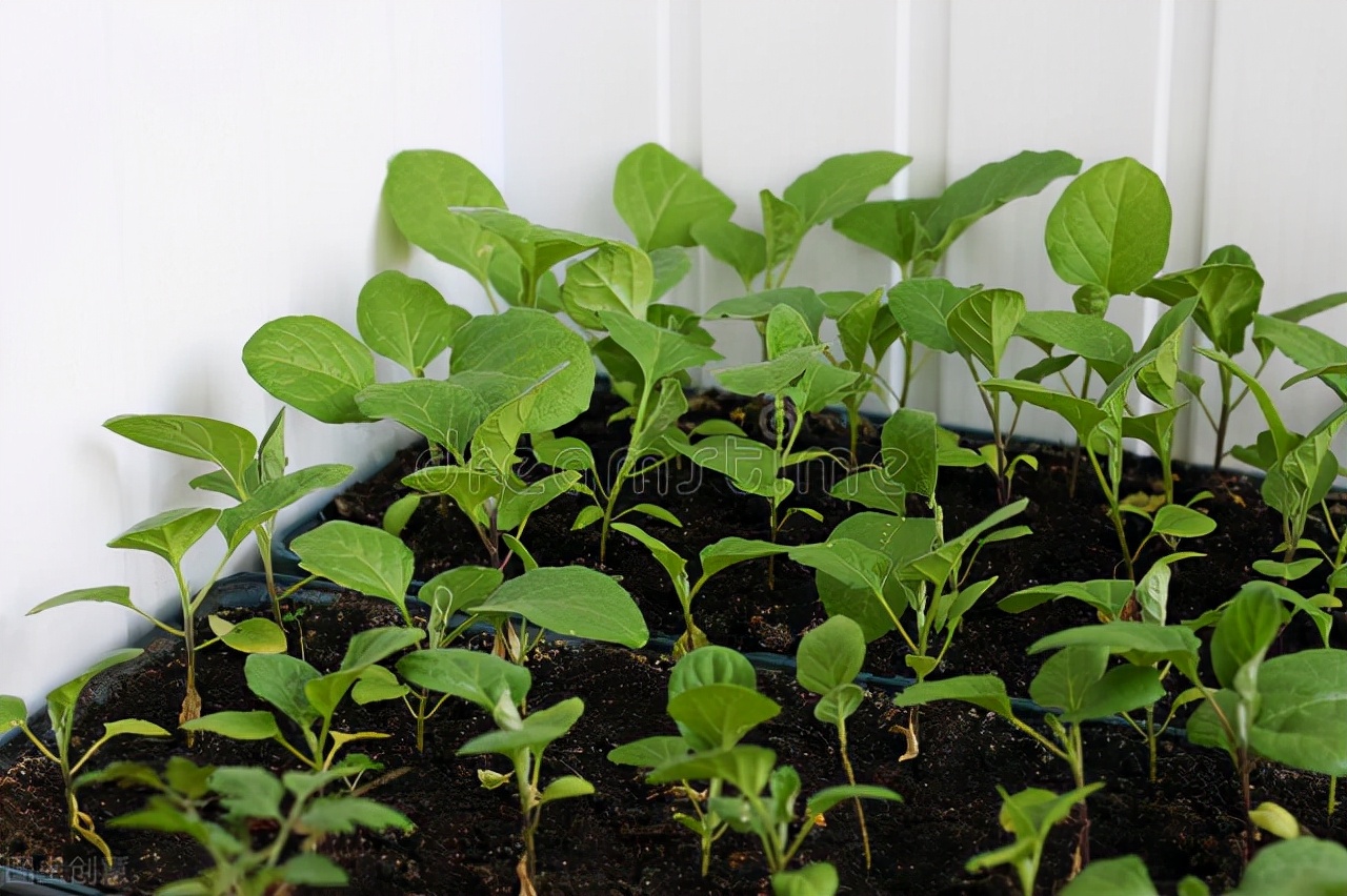 茄子怎么种植才能高产（种植茄子的正确步骤分享）