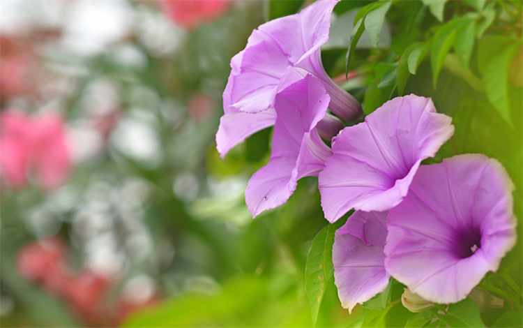 揭秘牵牛花的花语（详解牵牛花代表的意思）