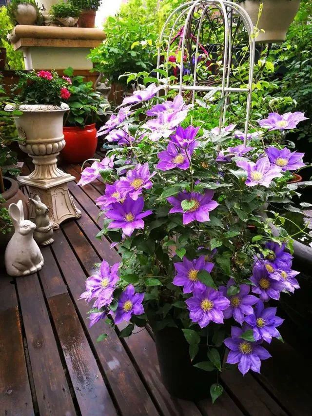 看完68道园艺专业术语，方可知园艺的秘密