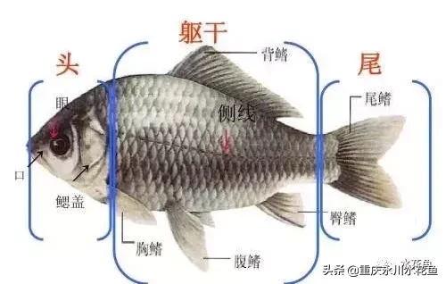 鱼的结构示意图（图文讲解之鱼的形态结构）