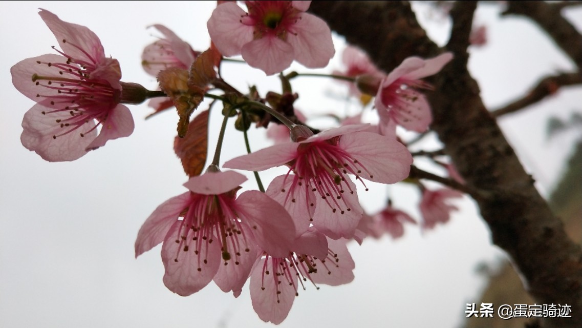 象溪乡菜溪岩