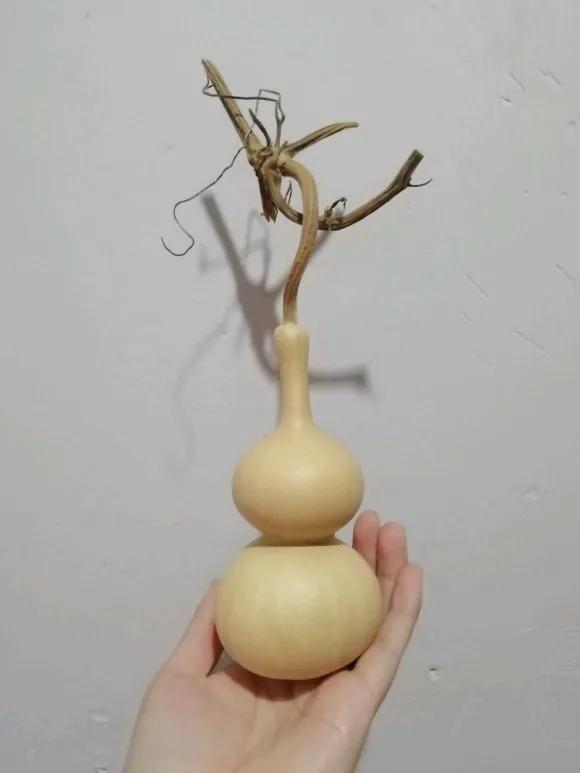 巨型葫蘆,巨型葫蘆種子是真的嗎
