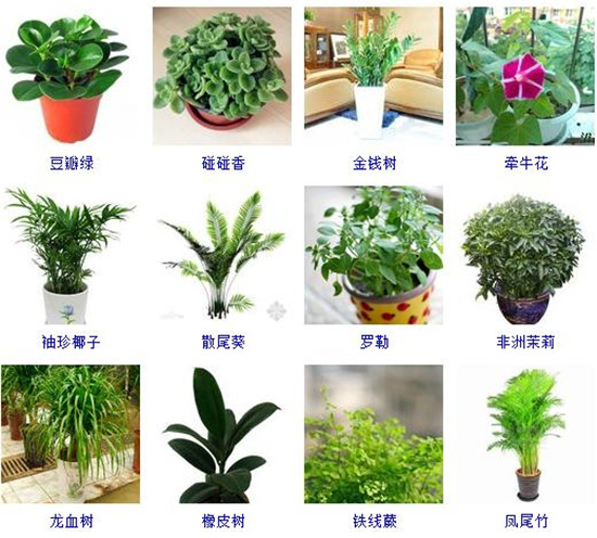 【常见问题】室内植物图片及名称大全,室内植物品种大全(图片【小编