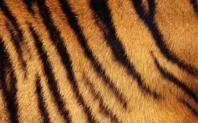 长知识了！原来这些偏旁也是汉字，你认识几个？