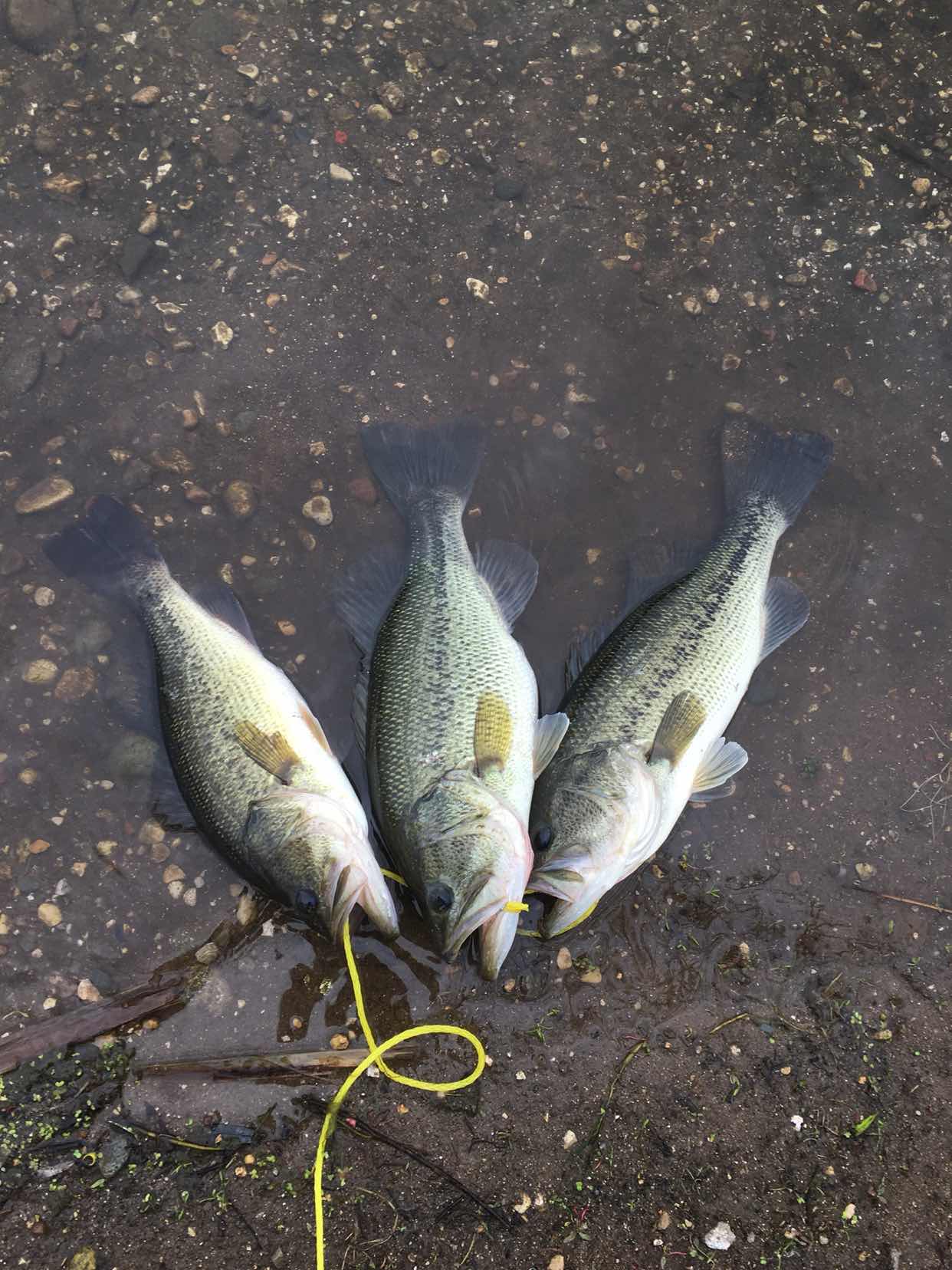 台州釣魚人在水庫釣到兩條