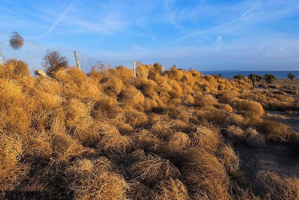 是一种一年生草本植物,为藜[lí]科猪毛菜属,也被称呼为俄罗斯刺沙蓬