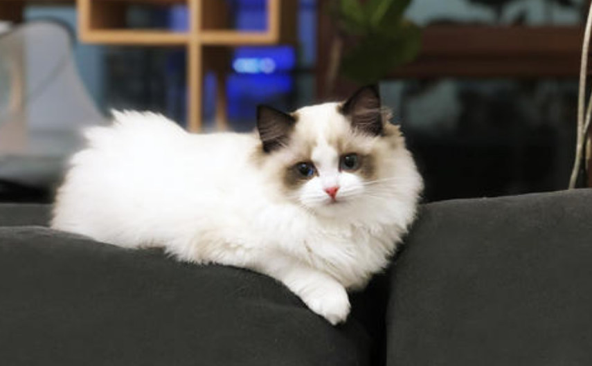 饲养布偶猫的6大方法，适合新手铲屎官