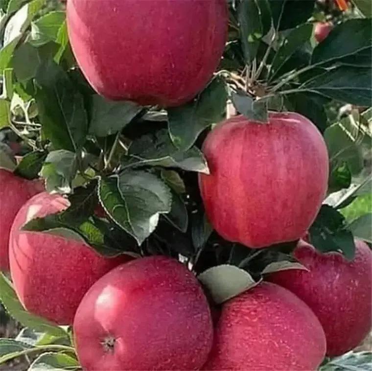 大家看电视，用过奇异果的vip吗？