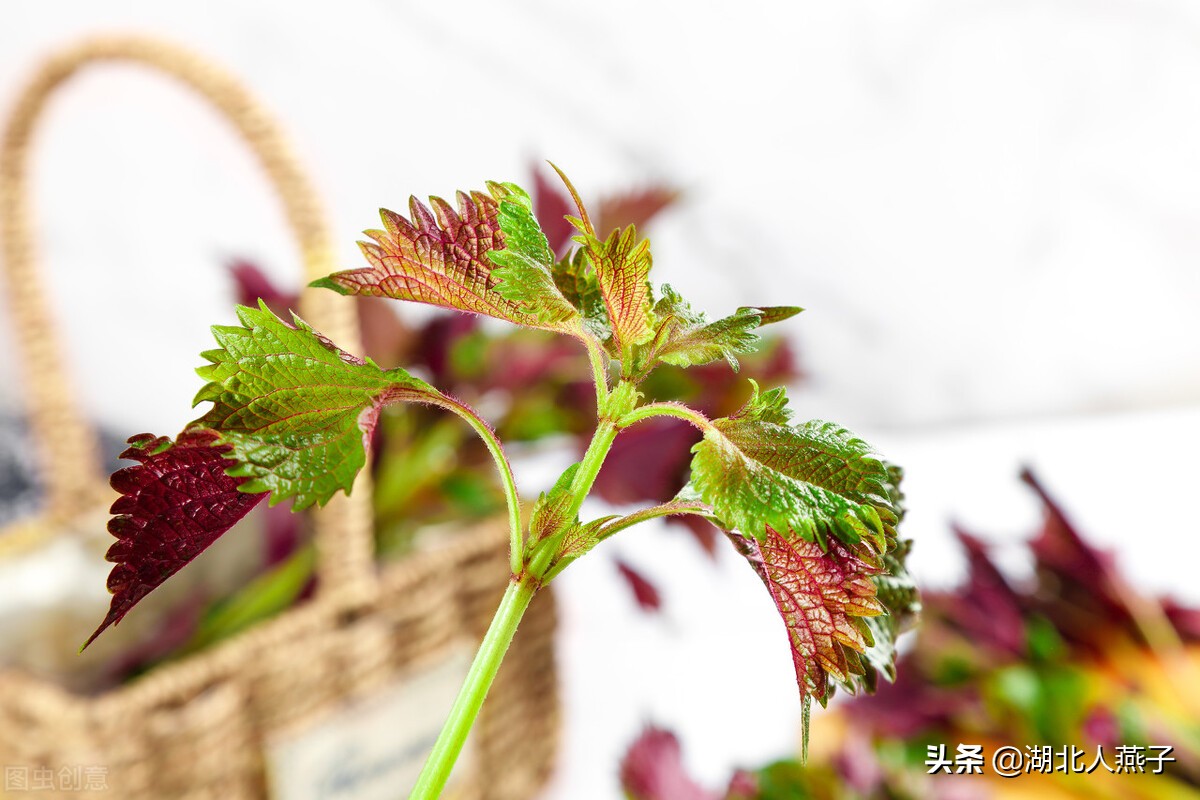39种野菜图片，教你认识不同的野菜和吃法，你想要的野菜这里都有