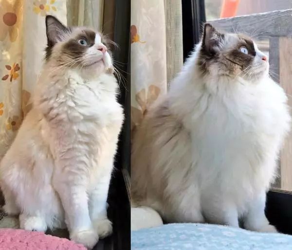 猫咪得了猫癣到底该怎么治？认清猫癣才能更好地治疗！