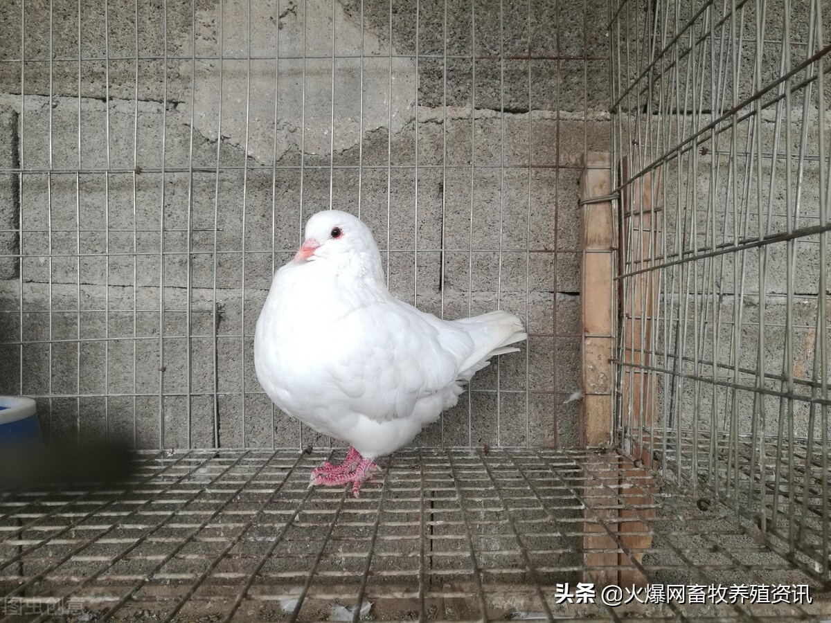 元寶鴿價格多少錢一對？元寶鴿吃什麽飼料？