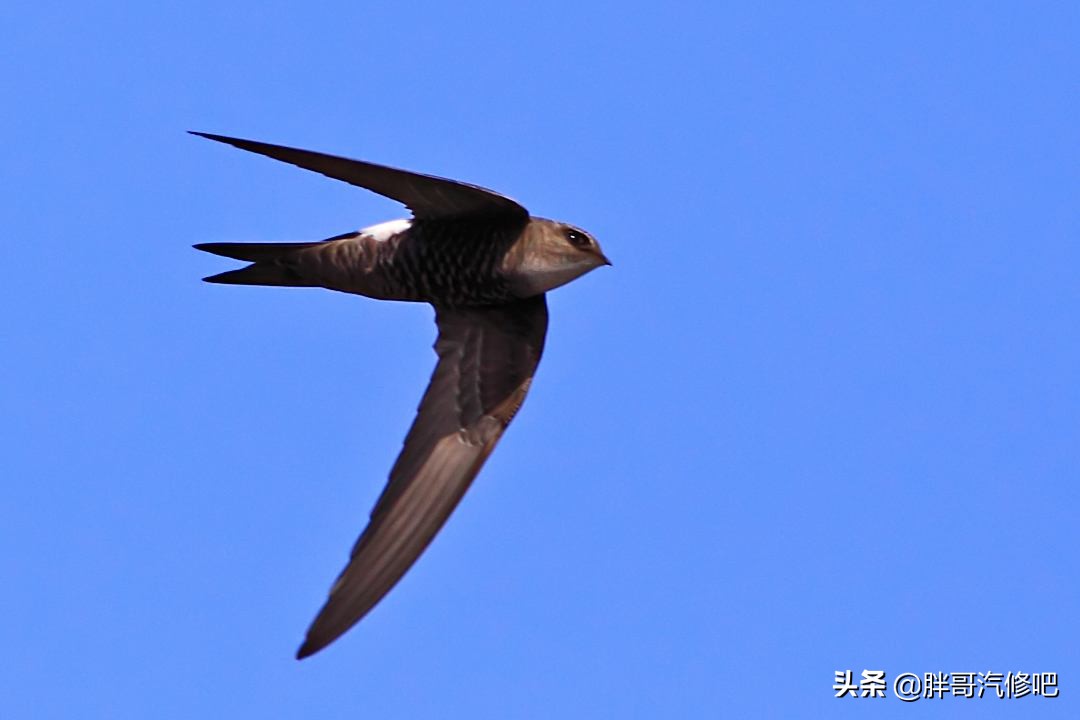 省油、可靠、操控好，新手练手代步首先车型，胖哥喜得双胞胎