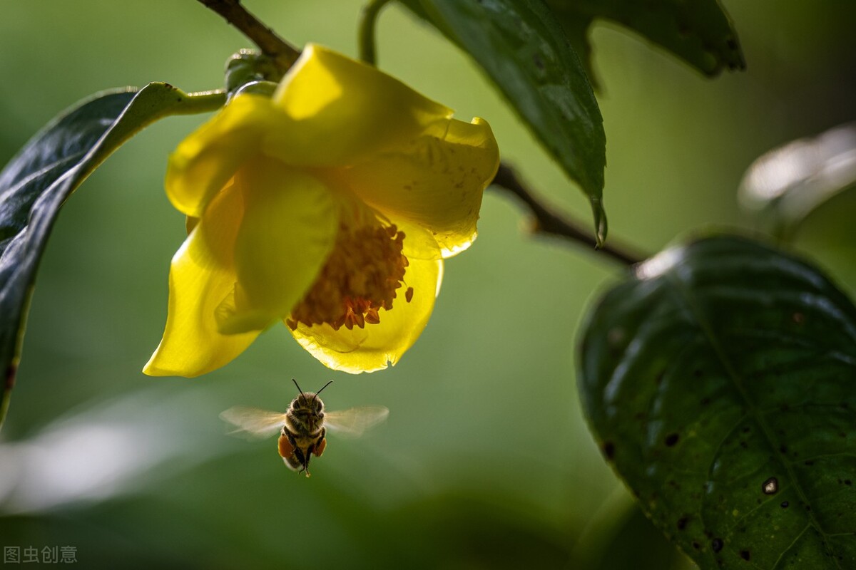 茉莉花有毒吗（20种常见的安全花无毒无害很安全）