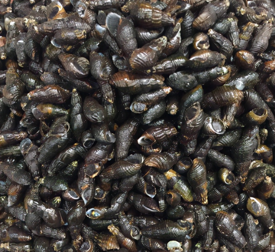 山坑螺:对水质要求高,儿时一晚捡几十斤,如今深山才有38元1斤