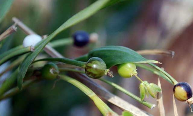 此野草名为"来尿珠",用它做手串,老人说要先水煮
