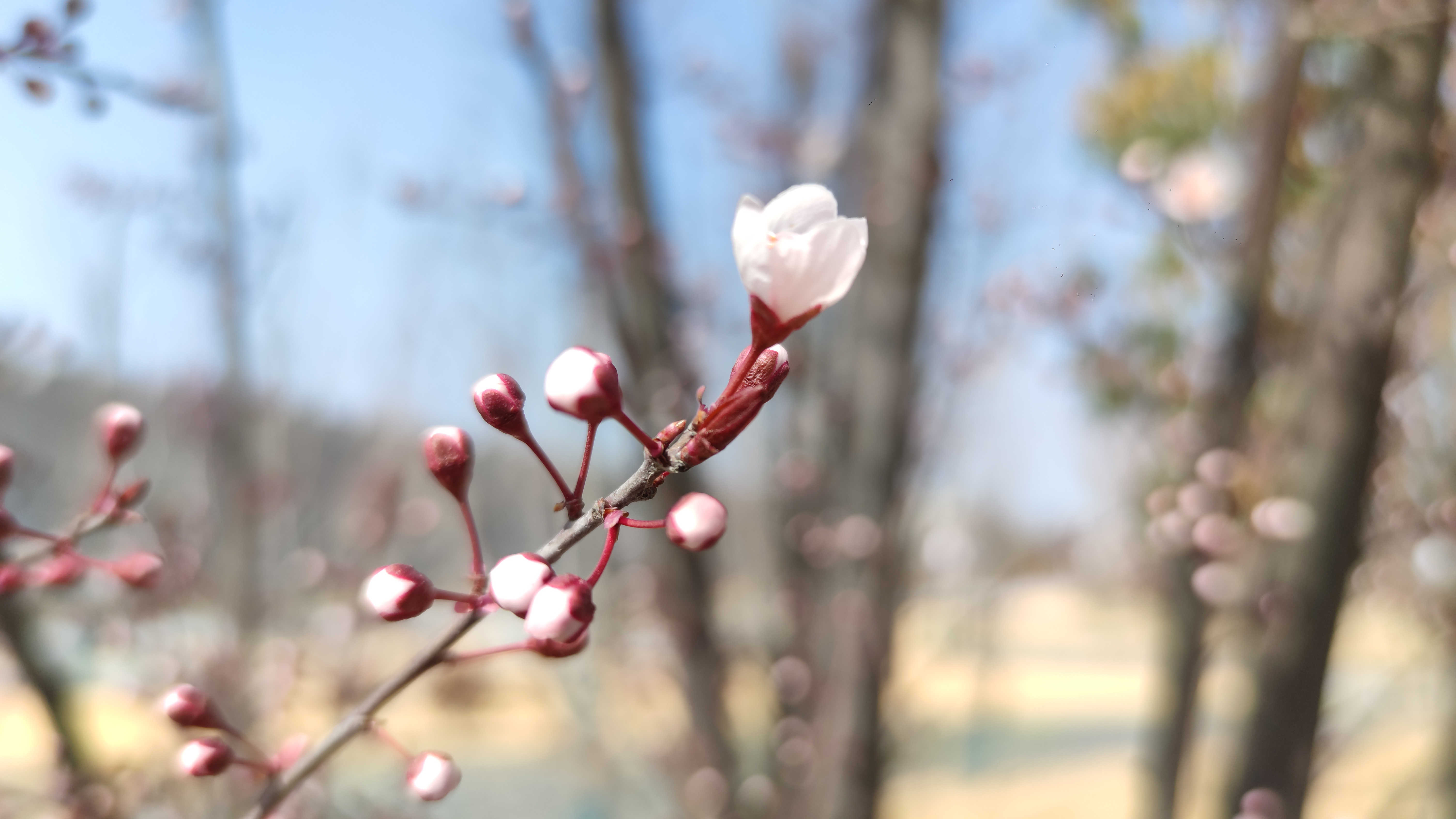 开封春季赏花最新攻略：古典、繁盛、烂漫、娴静、端庄的不同春色