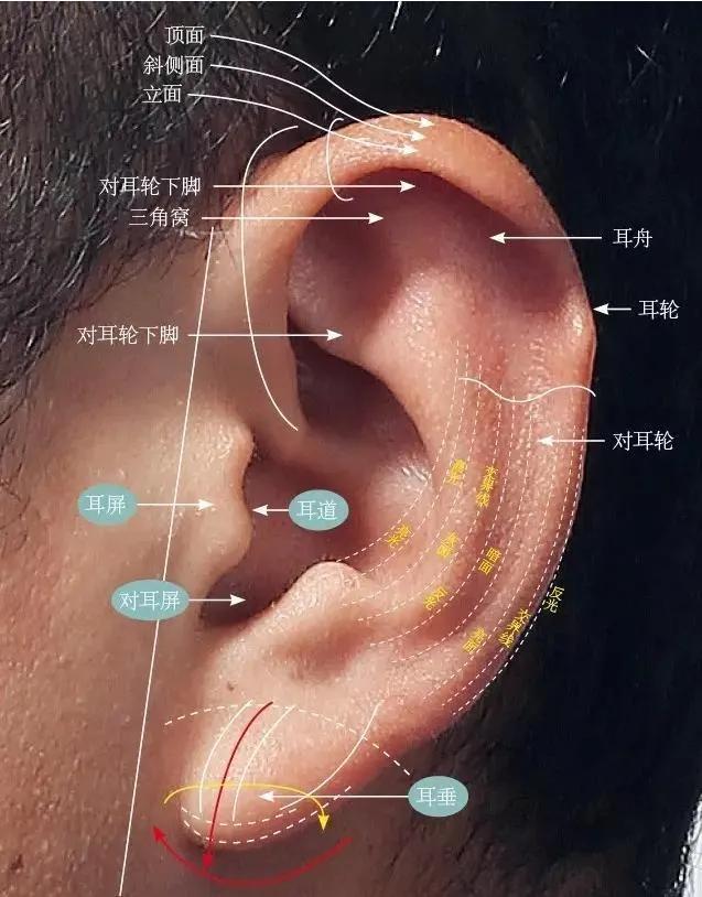 20万打20支玻尿酸，别再被“耳朵”绑架了好吗？