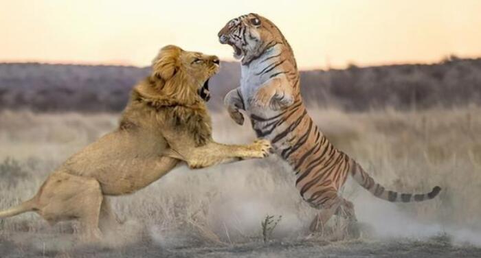 非洲狮大战东北虎,谁会是最后的赢家?