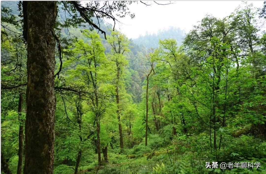 杨树苗多少钱一棵,小叶黄杨树苗多少钱一棵