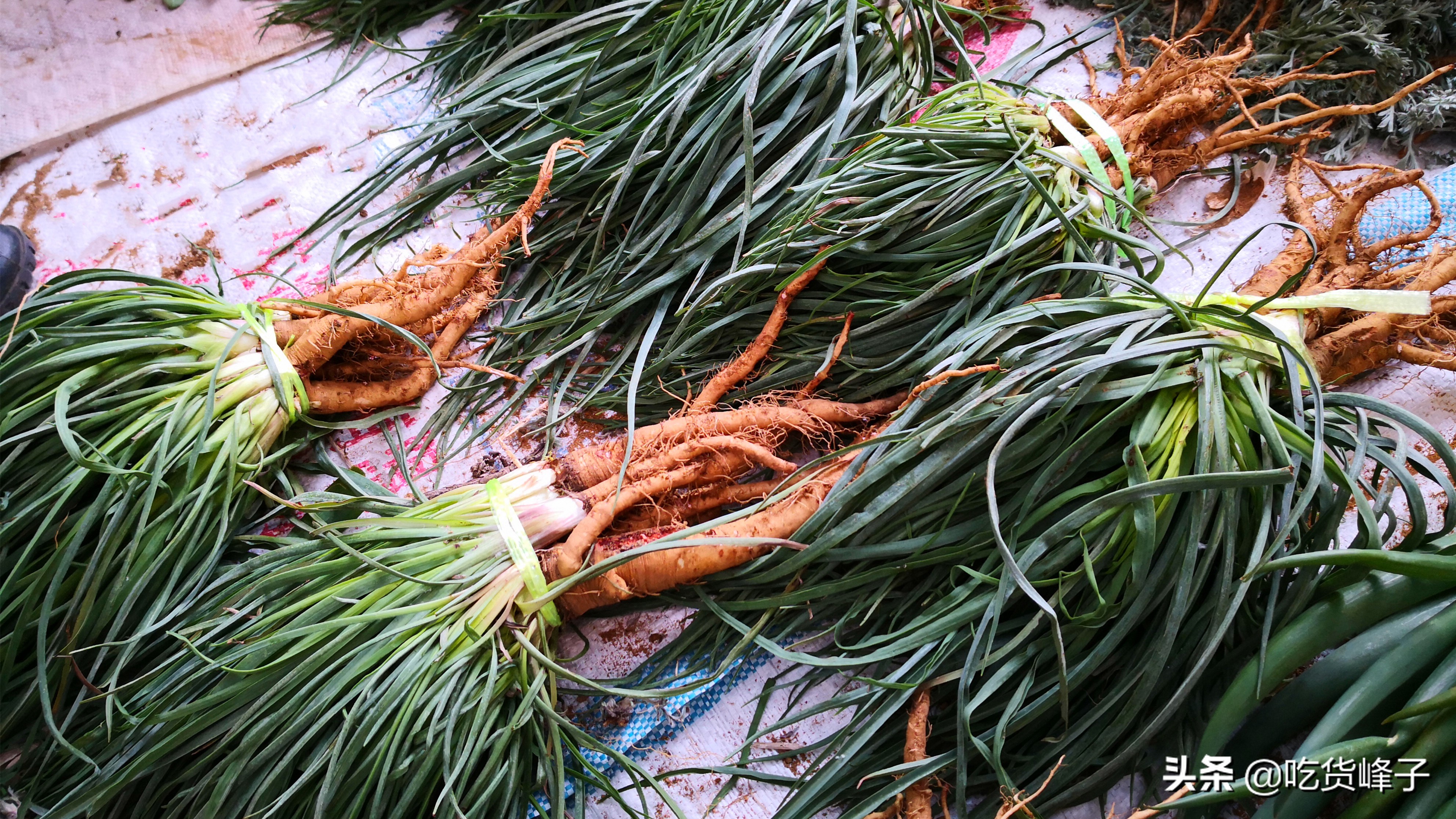 今天要跟大家分享的美食是一种山野菜,它的名字有很多,我们这里的农村