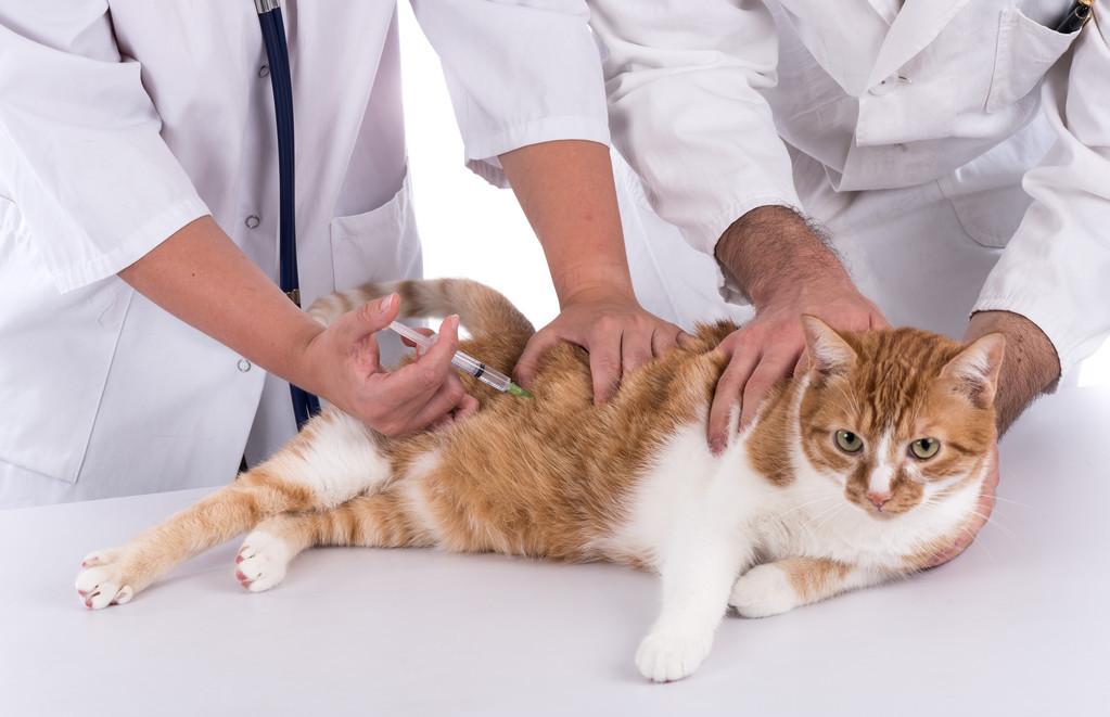 猫疫苗多久打一次，为什么要给猫咪打疫苗？
