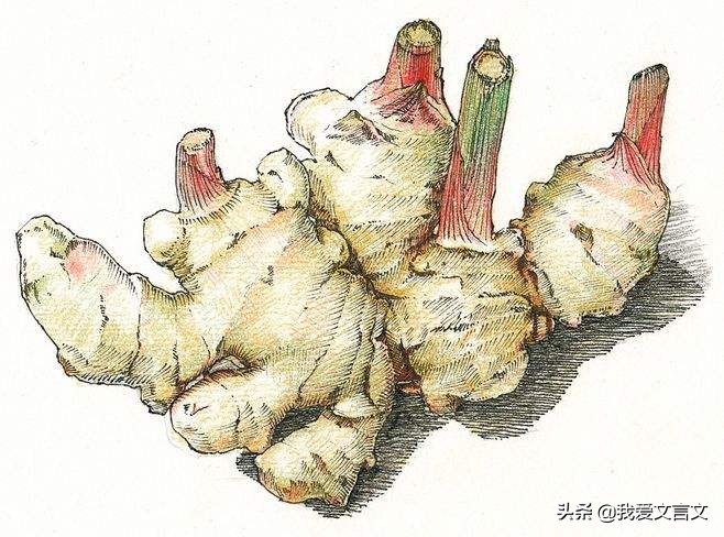 经典文言文赏析｜姜从树生