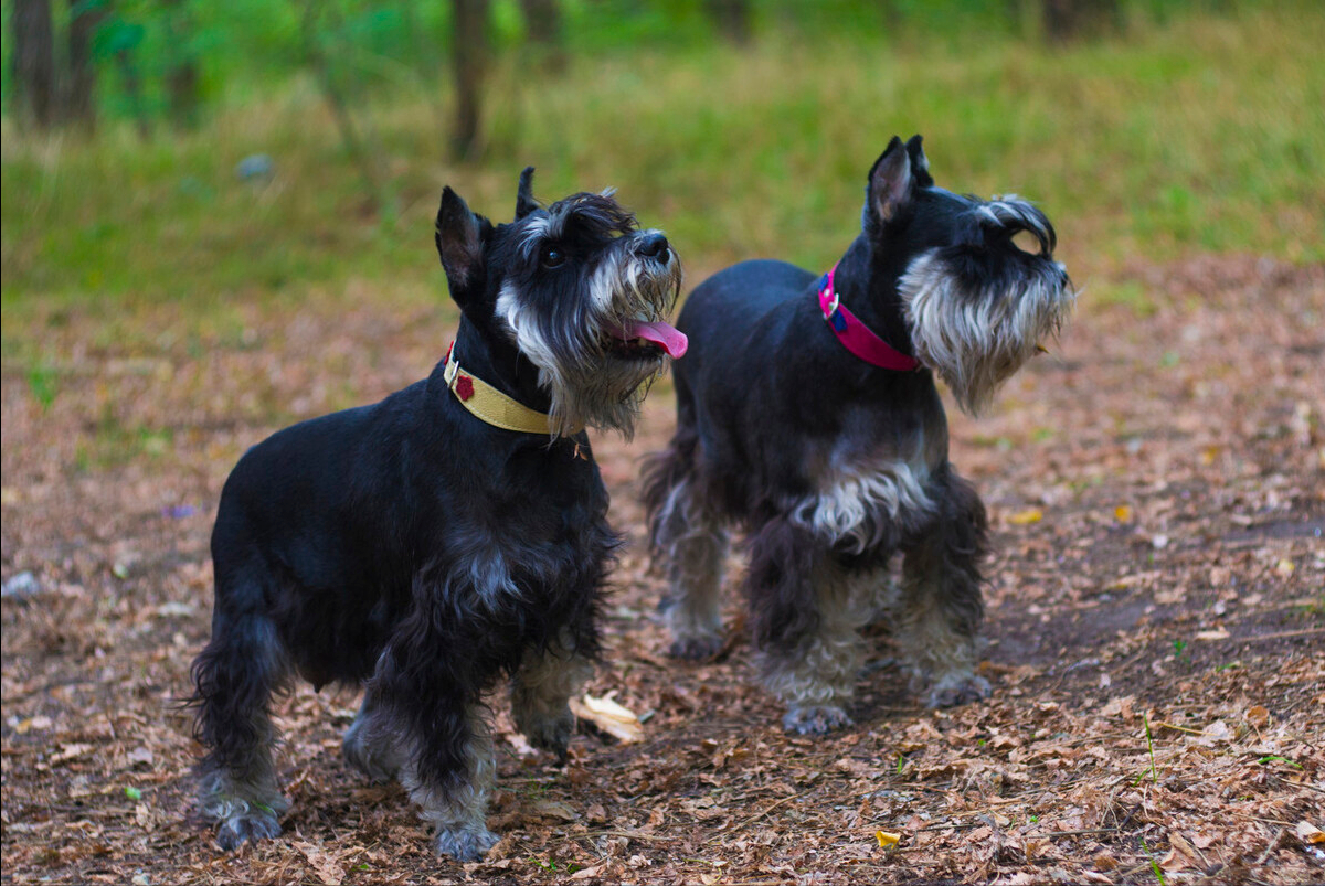 狗狗,照顾起来很是麻烦,家里还要天天打扫毛发,而饲养雪纳瑞则没有
