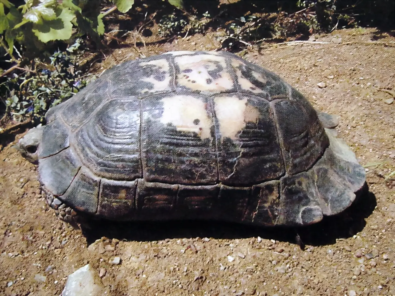 乌龟的种类图片及名称（乌龟的品种图片）