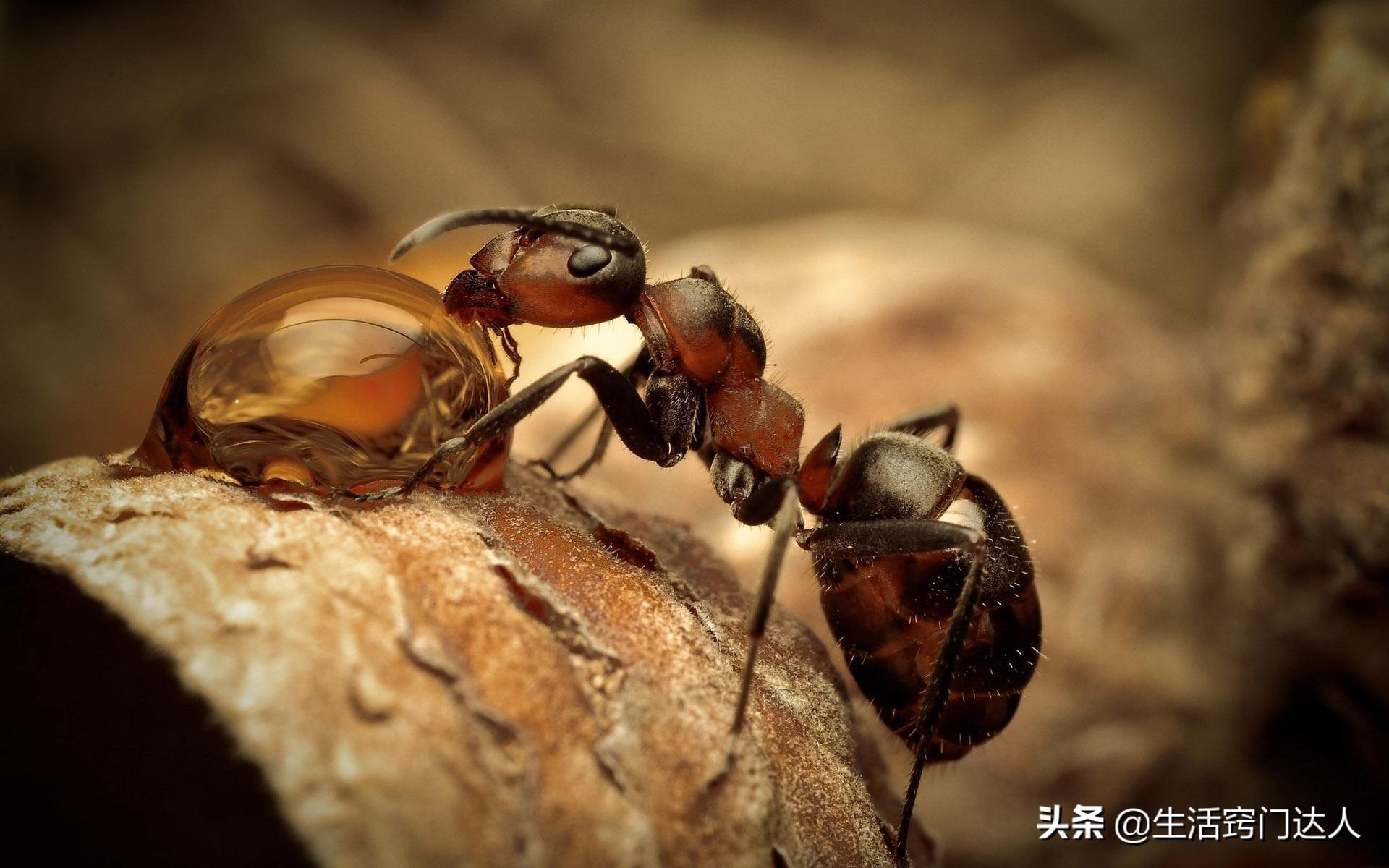 蚂蚁受伤只能等死新研究发现蚂蚁救助医治有“求生欲”的巢友_探秘志