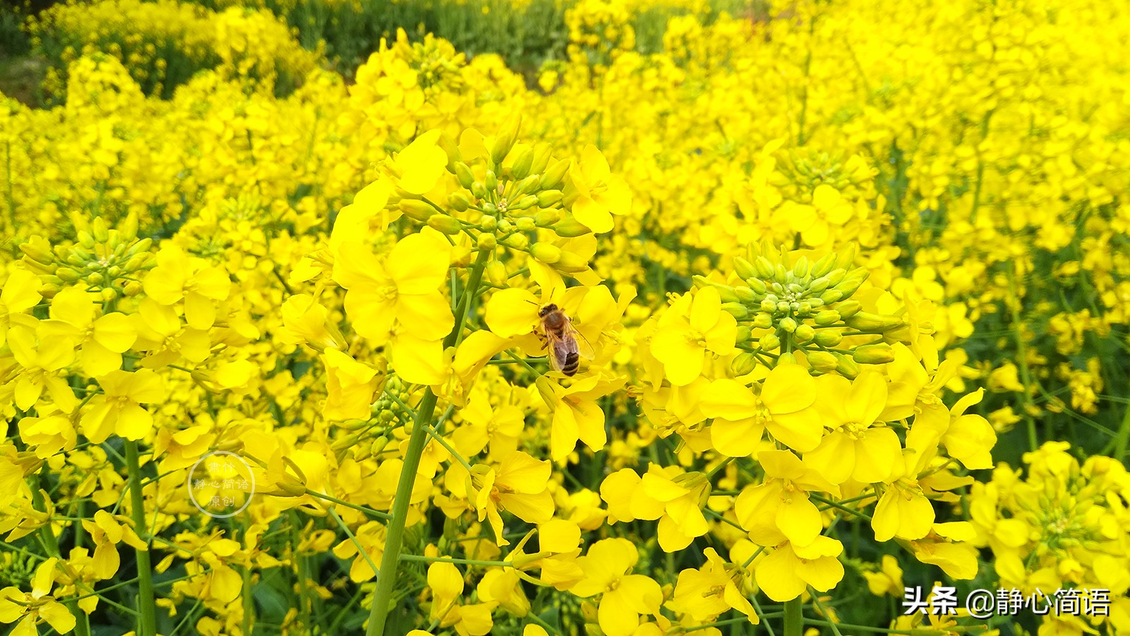 如果你是爱花人，鲜花定会为你开