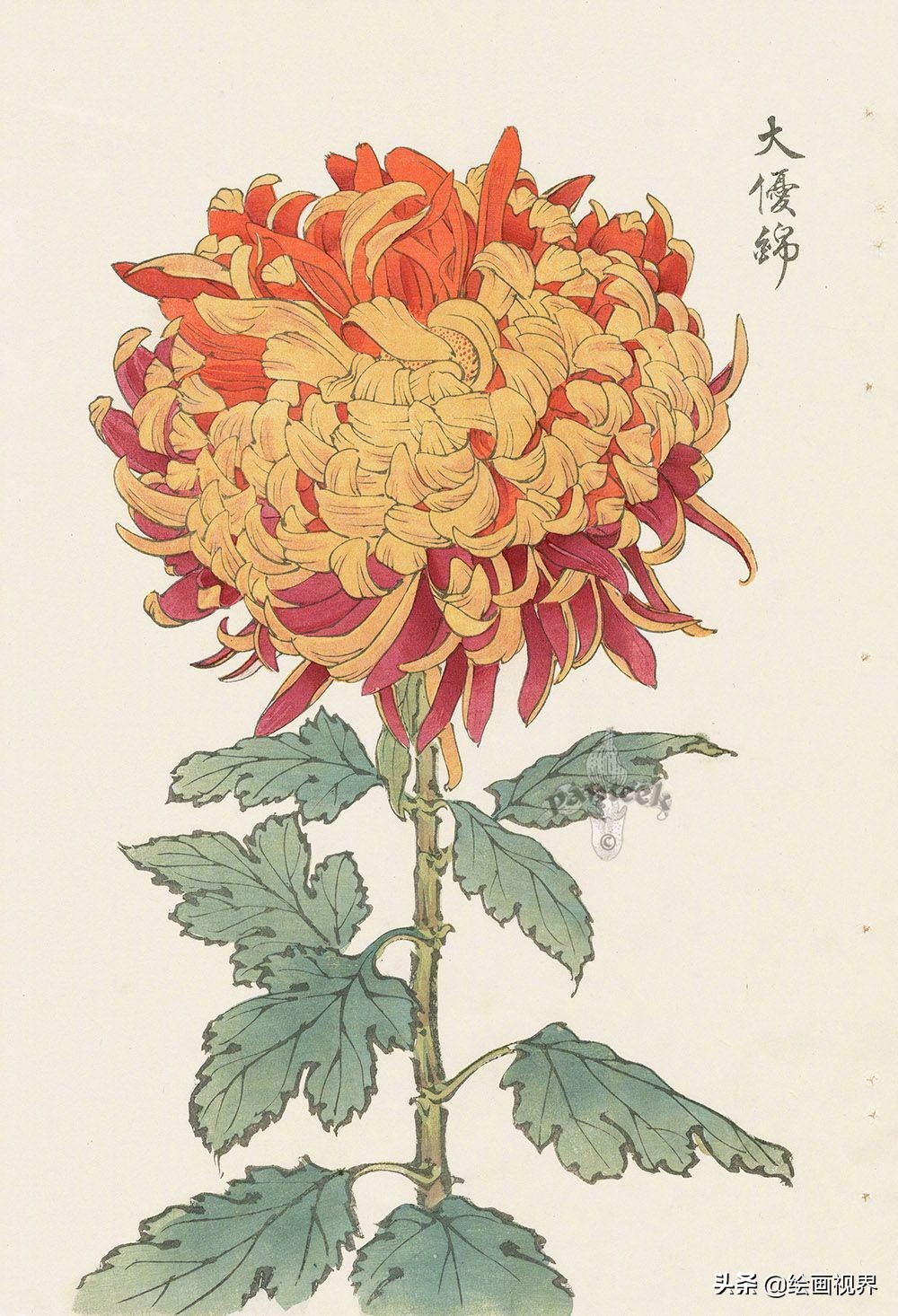 菊花的各种画法：9种常见菊花示范稿教你画，简单易学，收藏学习