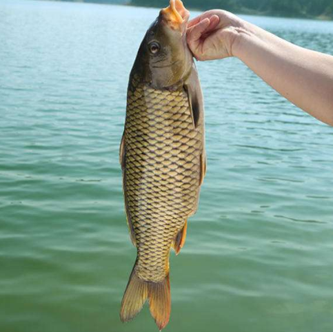 刀鳅的功效与作用(鱼鳅蒜的功效与作用图片)-我的快乐小窝