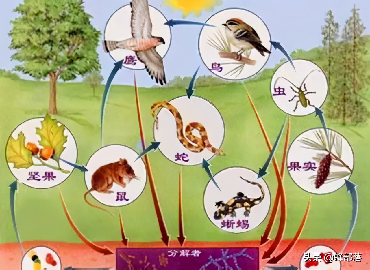 生物多样性在增加,但是这种生态系统还在逐步的完善中,只是野鸡正好