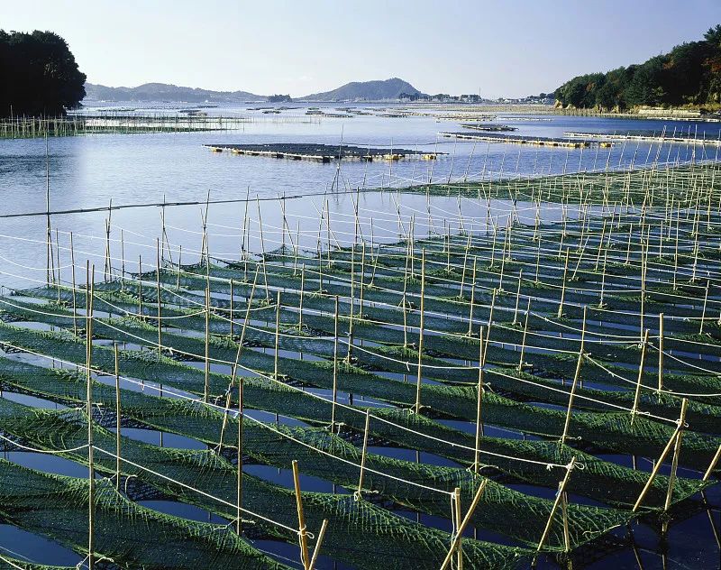 在鄱阳湖附近，大量的鱼因神经中毒而死去