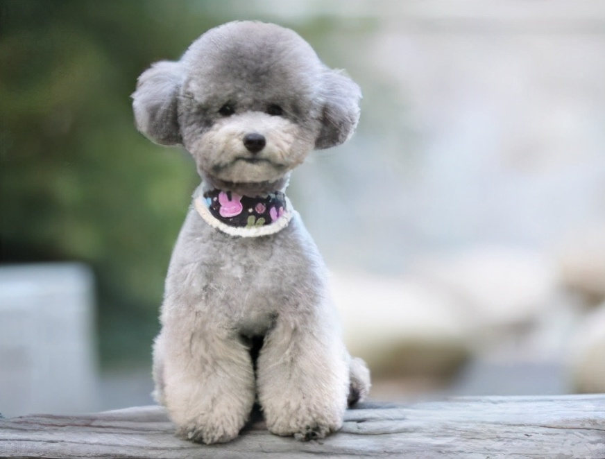 花色决定泰迪的性格!这几种花色准不准?